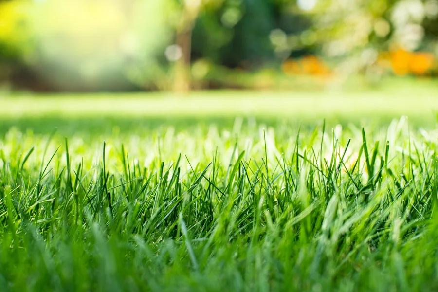 How Often Should I Mow My Lawn Salem, OR